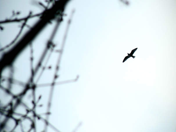 oiseau parcourant le dessus de nos têtes