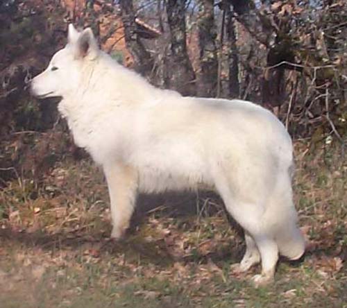 Berger Blanc Suisse