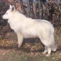 Berger Blanc Suisse