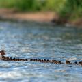 76 canetons suivent leur maman cane adoptive