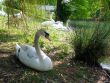 Repos du cygne