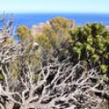 Cap-de-Bonne-Esperance-