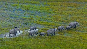 Famille élephants