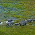 Famille élephants