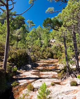 forêt de l'ospedale