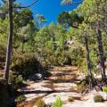 forêt de l'ospedale