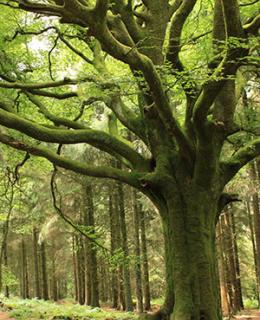 forêt de Paimpont