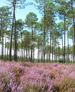 Forêt des Landes (Gascogne)