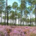 Forêt des Landes (Gascogne)