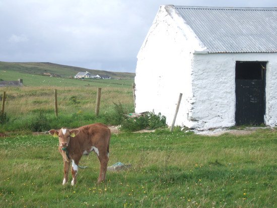 IRLANDE : La Chaussée des Géants.3