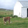 IRLANDE : La Chaussée des Géants.3