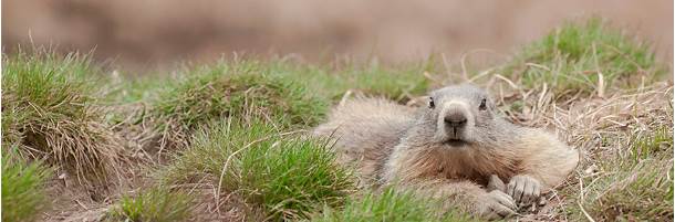 Marmotte des Alpes