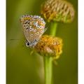 Papillon Aricia-morronensis