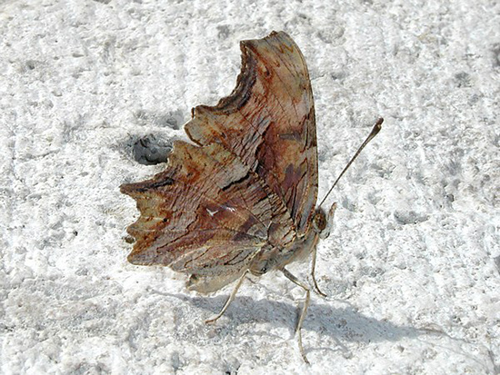 papillon Polygonia-egea