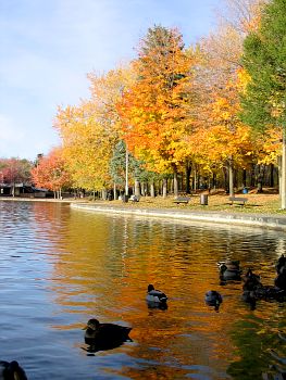 parc avec canards