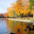 parc avec canards