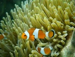 Poissons en mer de Thaïlande