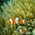 Poissons en mer de Thaïlande