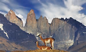 Faune en Patagonia