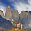 Faune en Patagonia