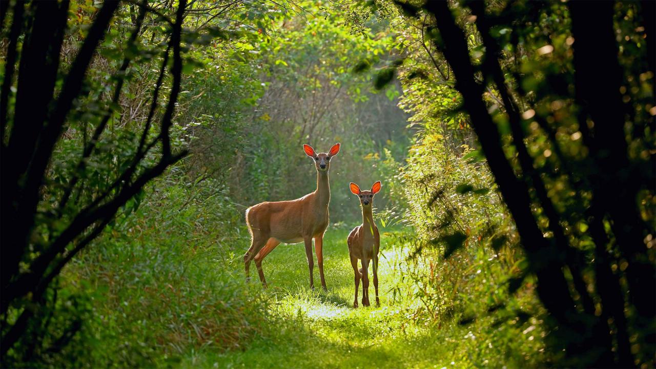 Une biche et son faon en Virginie