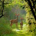 Une biche et son faon en Virginie