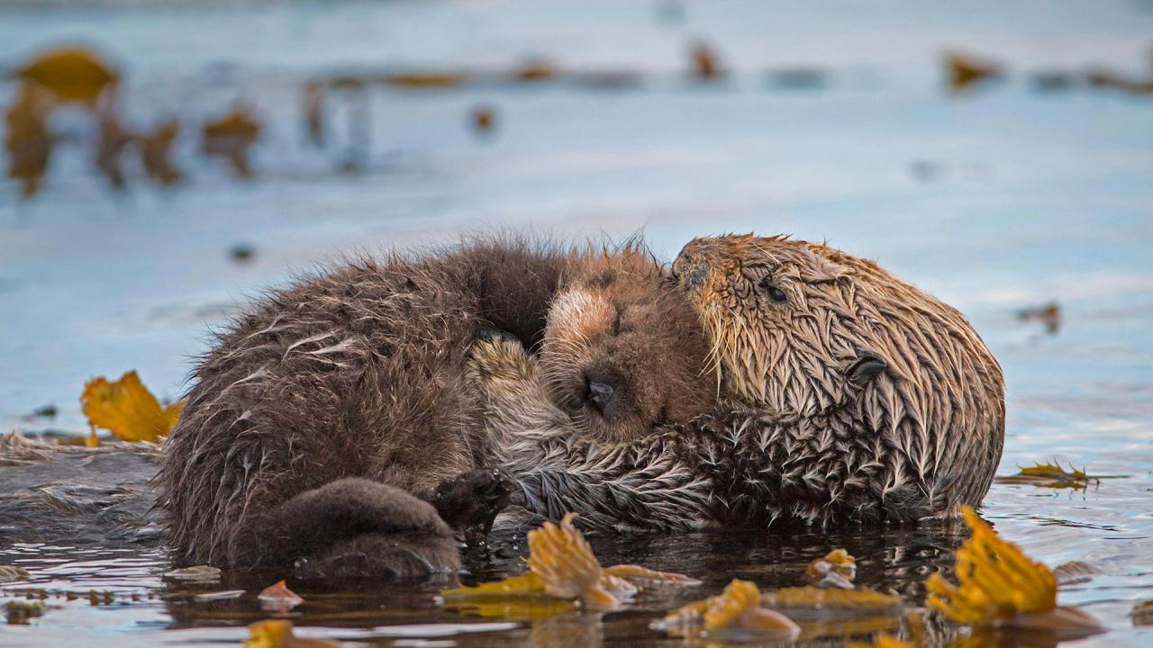 Une loutre et son bébé