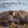 Une loutre et son bébé